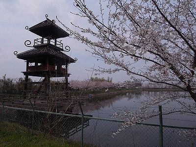 ほぼ満開