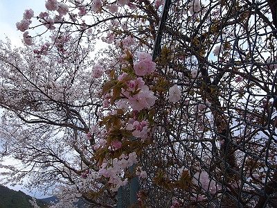 美しかった。